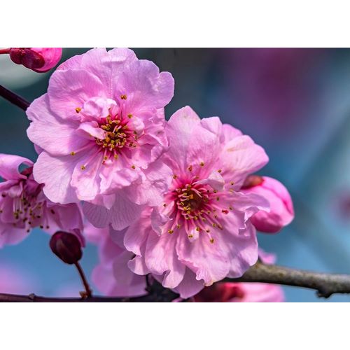 Pink peach flowering fruit tree-Bellevue-Washington State